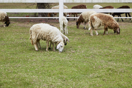 草地上的绵羊。 户外农业。