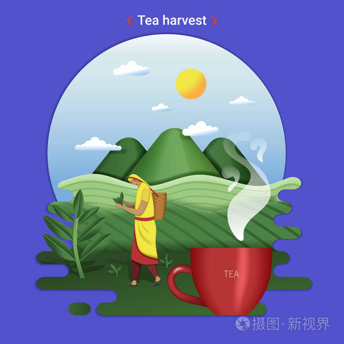 插画 平坦的农场景观插图茶的收获. 有茶山和茶田的乡村景观.