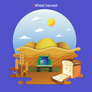 小麦收获的平坦农场景观插图。 农村景观与麦田和收割机。