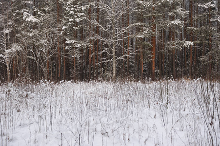 深秋在森林里下雪后。 这些树上覆盖着厚厚的雪帽。
