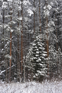 深秋在森林里下雪后。 这些树上覆盖着厚厚的雪帽。