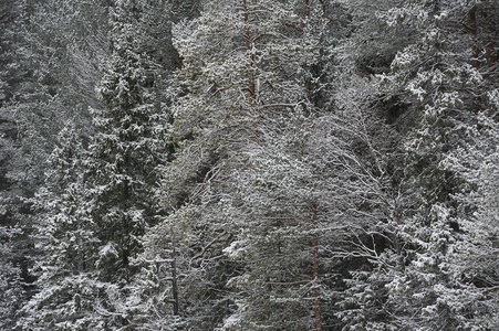 雪下后森林中的深秋