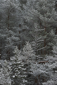 雪下后森林中的深秋