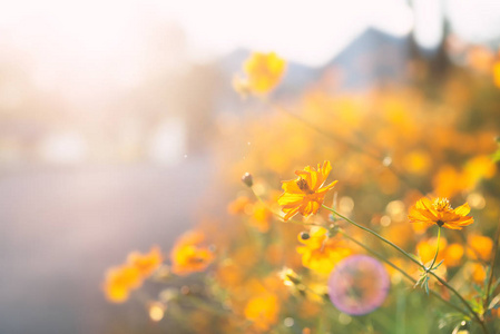 黄色的宇宙花朵在阳光的花园里绽放
