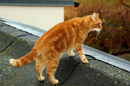 房子屋顶上的红猫