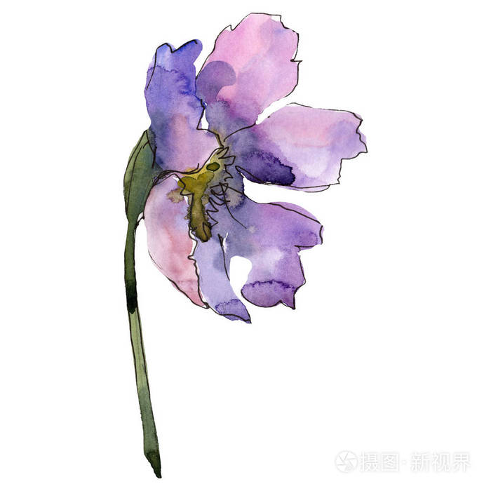 紫色宇宙花 水彩背景设置 被隔绝的宇宙花例证元素照片 正版商用图片157lwd 摄图新视界