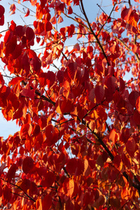在德国南部阳光明媚的秋日下午，有红叶的树枝