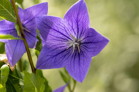 桔梗钟形花盛开，美丽的紫蓝色开花植物，大花