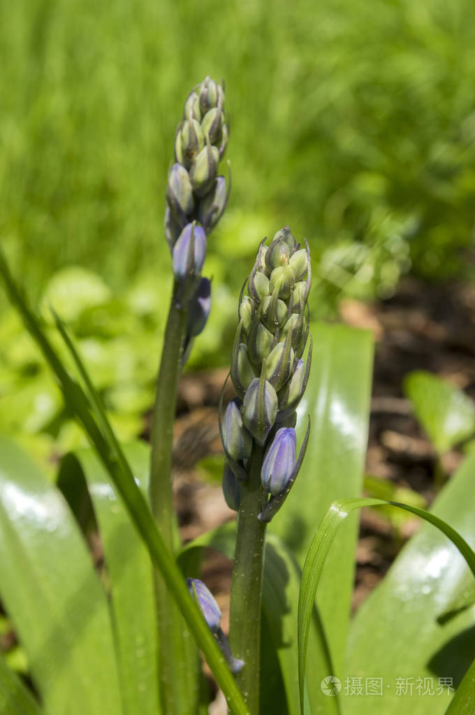 冬钟形鳞茎晚春花含芽开放