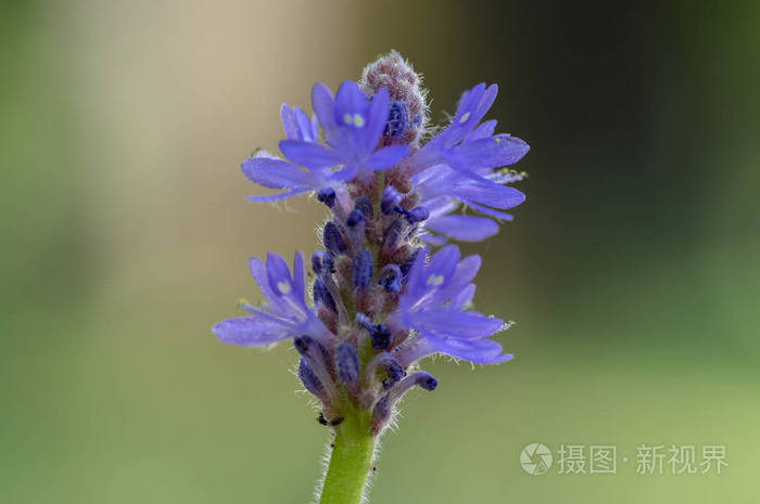 马尾藻单子叶植物水生开花植物紫罗兰紫色小花茎上盛开的池塘物种