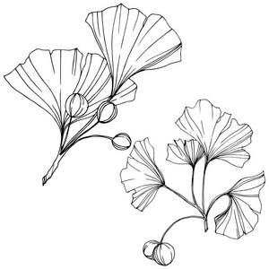 银杏银杏叶集合图片-银杏银杏叶集合素材-银杏银杏叶集合插画-摄图新