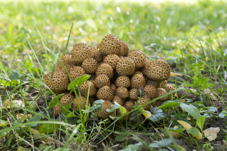 波罗蜜多菌菇茅草中的蘑菇冬季蜂蜜蘑菇-金银花菇一堆生的有机蘑菇