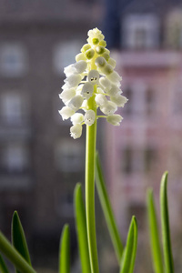 梅花白葡萄风信子白色开花植物春季花园观赏美丽的花朵