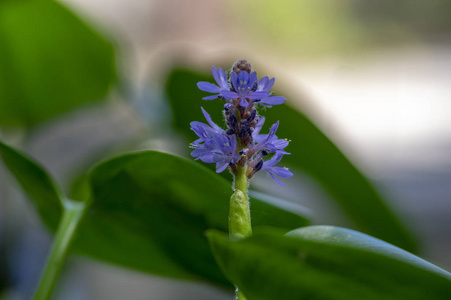 马尾藻单子叶植物水生开花植物紫罗兰紫色小花茎上盛开的池塘物种照片
