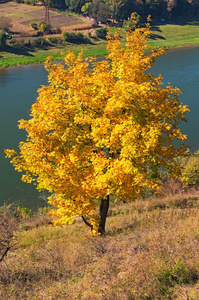 秋天的风景。美丽的树，有黄色的叶子和迪尼斯特河。乌克兰Ternopil地区扎利什奇基镇。
