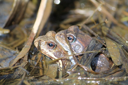 欧洲常见棕色青蛙对偶属植物