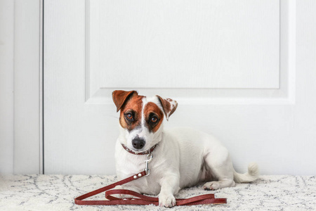 可爱的杰克罗素猎犬躺在家门口的地毯上