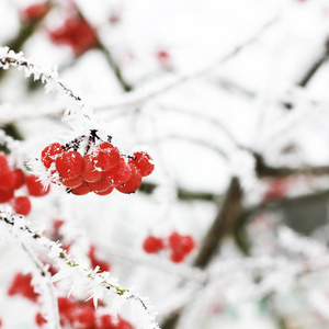 雪下冻僵的振动。第一次下雪