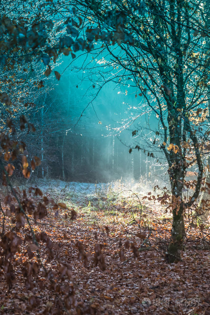 美丽的秋日阳光穿过黑森林,德国照片-正版商用图片157u7t-摄图新视界