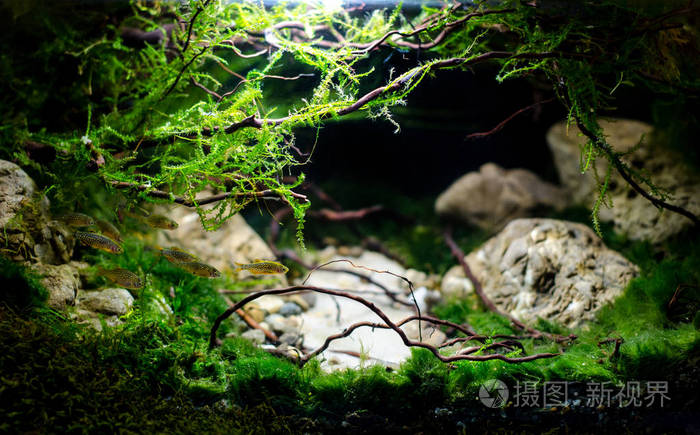 美丽的水下景观. 水族馆设计.