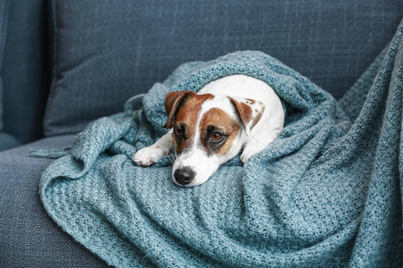 家中沙发上可爱的杰克拉塞尔猎犬