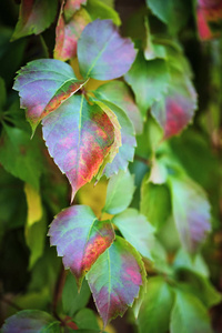 意大利乡村秋狐葡萄叶照片 正版商用图片0trzdm 摄图新视界