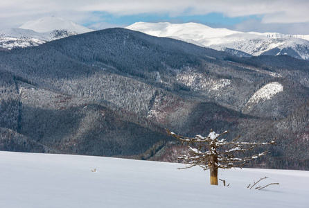 风景如画的冬季山景从斯库波瓦山坡与一些枯萎的防风林。 乌克兰观果诺霍拉脊喀尔巴阡。