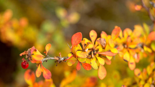 秋季观赏灌木和浆果中明亮的巴宝莉