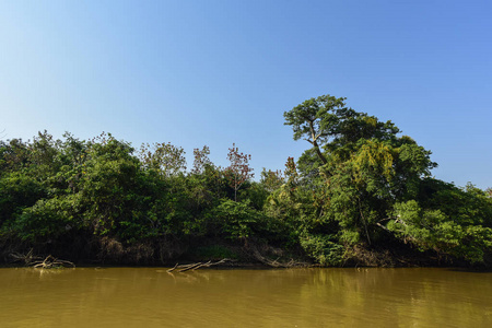 潘塔纳尔森林生态系统马托格罗索巴西