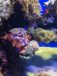 海洋生物海洋生物海洋生物海洋生物海洋生物海洋生物海洋生物海洋生物海洋生物海洋生物海洋生物海洋生物海洋生物海洋生物海洋生物海洋生物