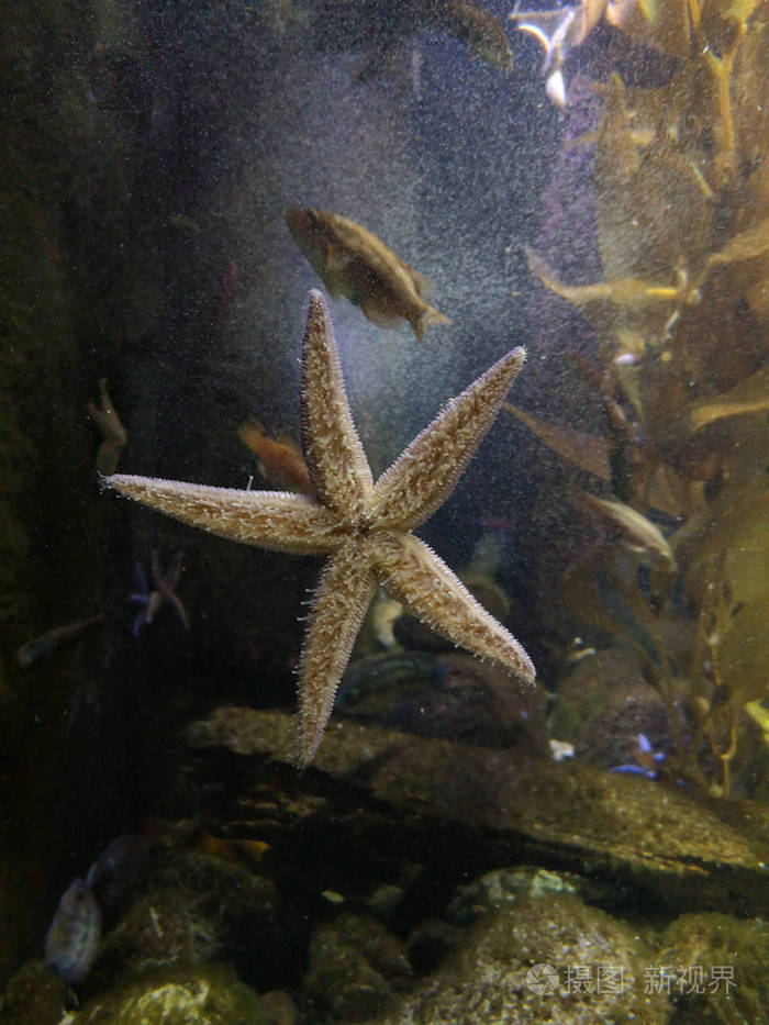 许多鱼类海星和海洋生物在海床附近的水下有棕色和黄色的沙子和石头