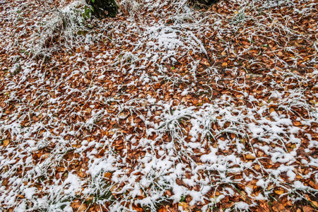 秋天在雪地里留下草