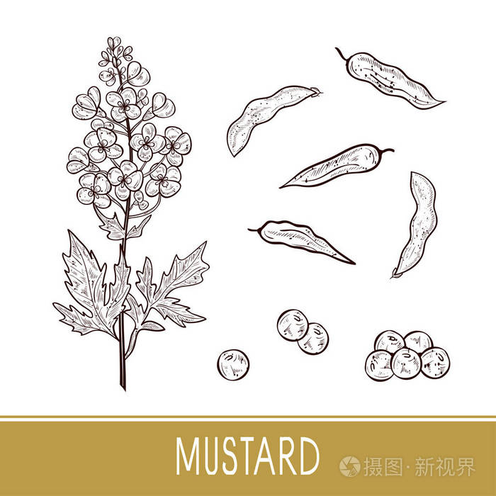花, 叶, 豆荚, 种子.素描.设置插画-正版商用图片158063-摄图新视界