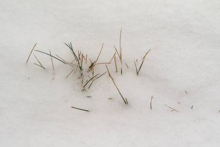 草干枝雪冬性