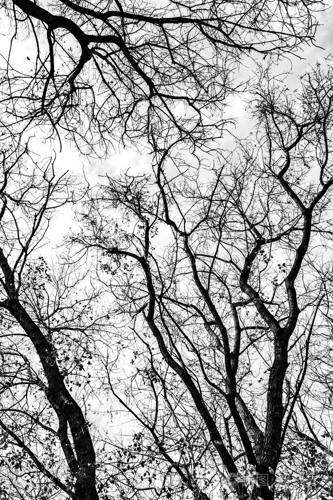 白色背景上的树枝剪影