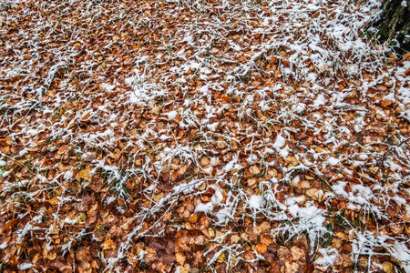 秋天在雪地里留下草