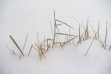 草干枝雪冬性