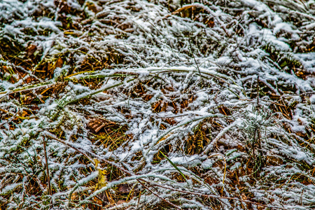 秋天在雪地里留下草