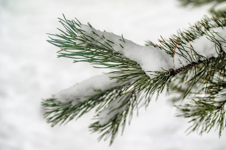 针叶云杉雪接近冬天