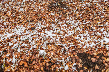 秋天在雪地里留下草