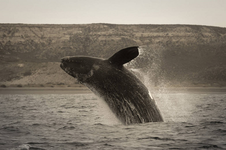 阿根廷巴塔哥尼亚鲸鱼的风景