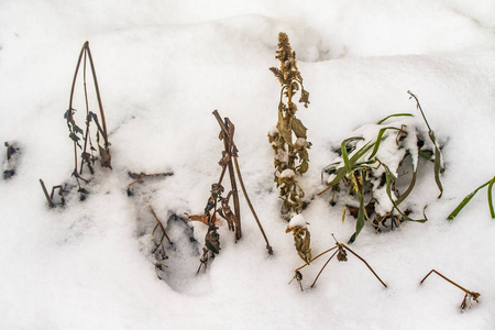 草干枝雪冬性