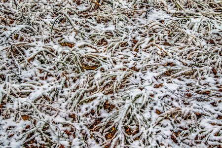 秋天在雪地里留下草