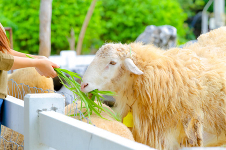 喂羊图片