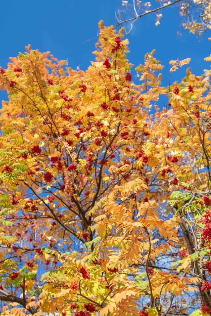 秋天的树,杨梅,大自然的鲜艳色彩