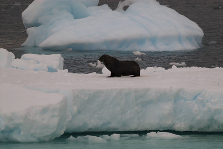 南极野生冰冻景观风景