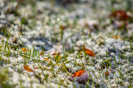 绿草如雪模糊的背景