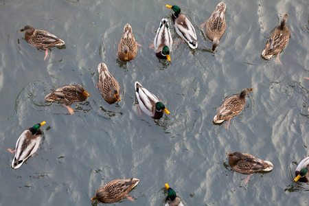 河上的一群鸭子
