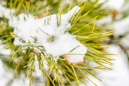 针叶云杉雪接近冬天