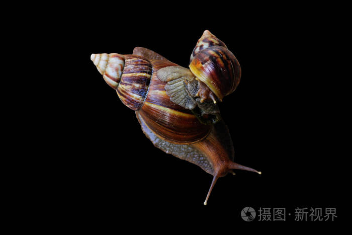 腹足动物蜗牛在黑色背景上分离